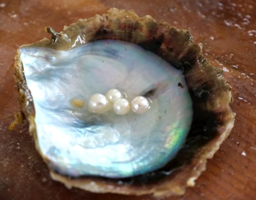 壱岐の真珠養殖 アコヤ貝の身でクラフトビールを作るISLAND BREWERY