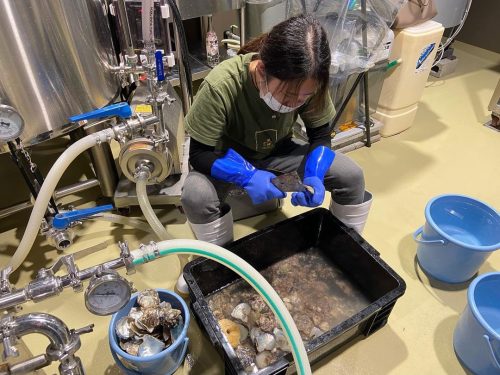 アコヤ貝の汚れを落とすクラフトビール醸造スタッフ