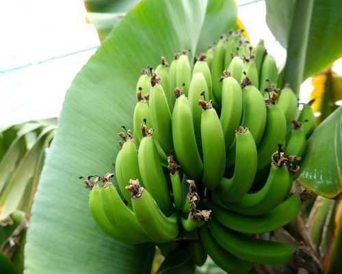 壱岐のバナナ農園が栽培する王様バナナ
