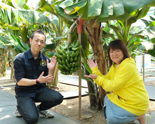 王様バナナを栽培する壱岐のバナナ農園の住吉社長とアイランドブルワリーの原田社長