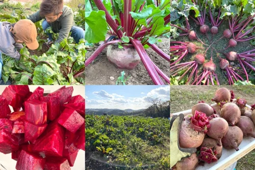 ビーツを使用したISLAND BREWERYの期間限定ビール ISLAND RED ALE